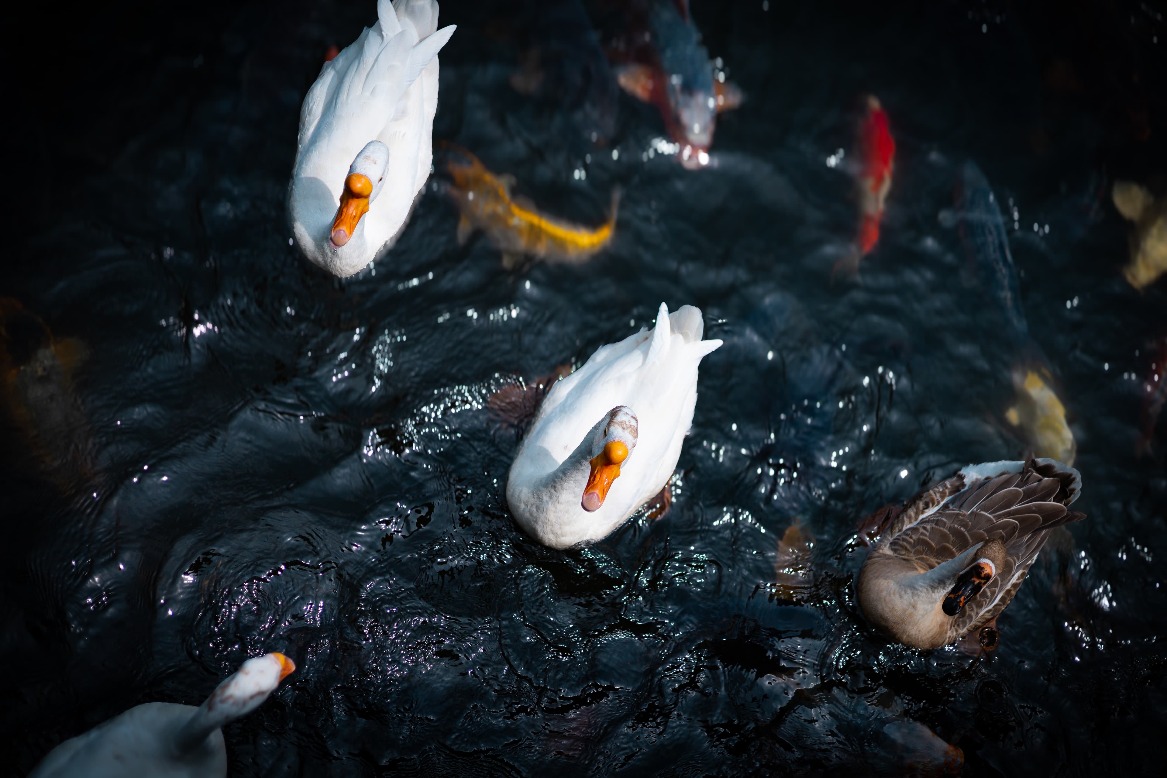 Ducks